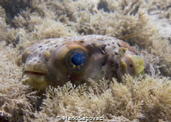 Little puffer fish? with "cosmo" eyes
 by Mark Sagovac 
